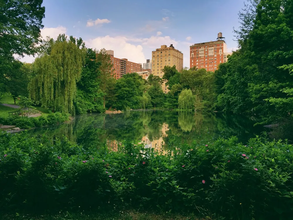 A picnic spread on a sunny lawn in Central Park